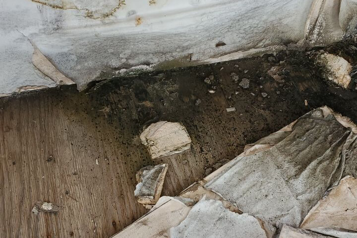 Mold remediation services